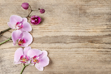 Naklejka na ściany i meble Beautiful pink orchid flowers on wood
