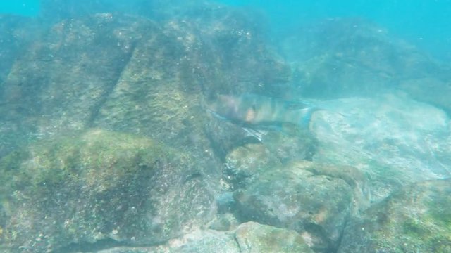 tracking shot of a mexican hogfish at sth plazas in the galapagos islands, ecuador