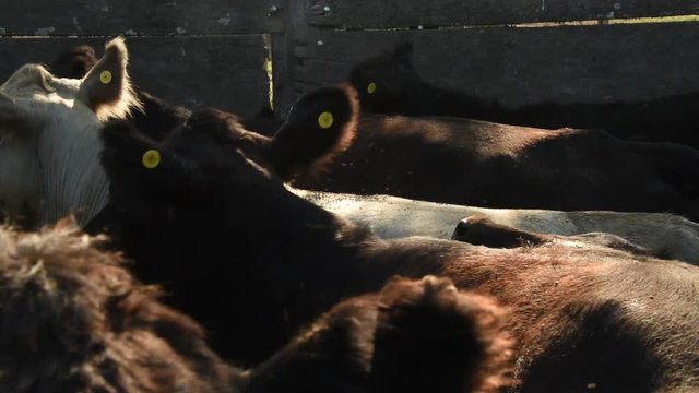 Trabajos con Ganado Vacuno Angus Negro, en Buenos Aires, Argentina

