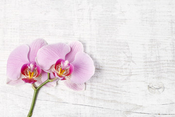 Naklejka na ściany i meble Pink orchids, copy space.