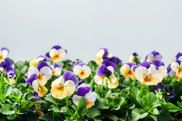 Pansy flowers, copy space