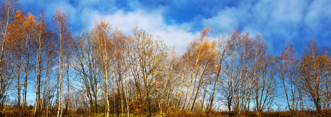 Panoramic image of deciduous trees in autumn on a blue sky background. 