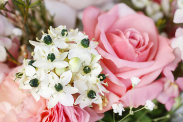 Arabian star flower (ornithogalum arabicum)