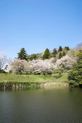 満開の桜