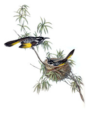 Illustration of bird.