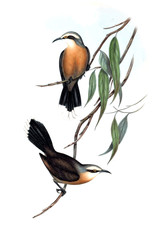 Illustration of bird.