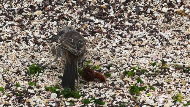 a mockingbird searches for food on isla espanola in the galapagos islands, ecuador