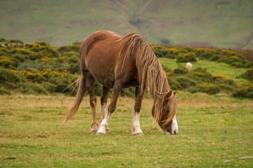 Naklejka na ściany i meble A wild horse grazing near Hay Bluff and Twmpa in the Black Mountains, Brecon Beacons, Wales, UK