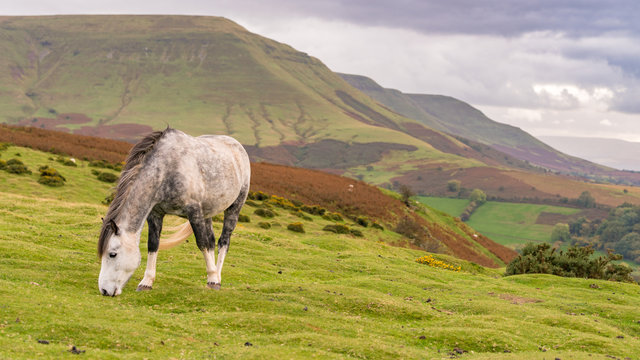 A wild horse grazing near Hay Bluff and Twmpa in the Black Mountains, Brecon Beacons, Wales, UK