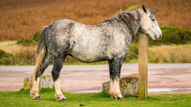 A wild horse near Hay Bluff and Twmpa in the Black Mountains, Brecon Beacons, Powys, Wales, UK