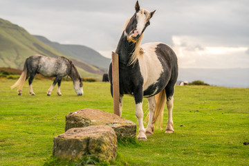Naklejka premium Wild horses near Hay Bluff and Twmpa in the Black Mountains, Brecon Beacons, Wales, UK