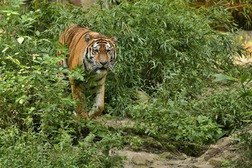 Siberian tiger, Panthera tigris altaica, posing directly in front of the photographer. Dangereous predator in action. Tiger in green taiga habitat. Beautiful wild animal in captivity.