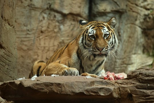 Siberian tiger, Panthera tigris altaica, feeding directly in front of the photographer. Dangereous predator in action. Tiger in green taiga habitat. Beautiful wild animal in captivity.