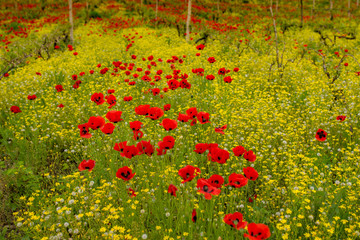 Poppy field in Georgia