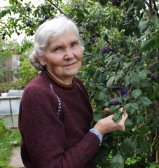Пожилая женщина держит в руках ветку спелой сливы