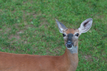 Whitetail Doe Deer in Pennsylvania