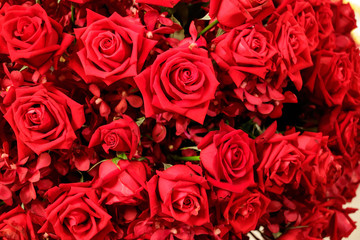 Natural red roses background. Selective focus.