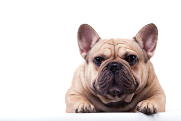 French bulldog lying on white background.