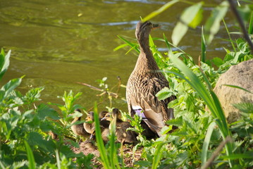 Entenfamilie am Wasser