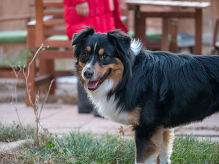 Australian shepherd
