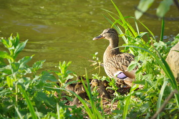 Entenfamilie am Wasser