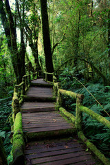 Part way to tropical jungles of Southeast Asia. Subtropical forest landscape in Thailand. Tropical rainforest, Doi inthanon national park, Thailand. Selective Focus.