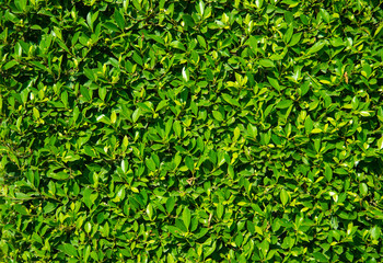 Green leafs plant wall in garden for architectural design