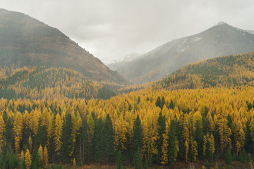 Golden Horseshoe of Larches