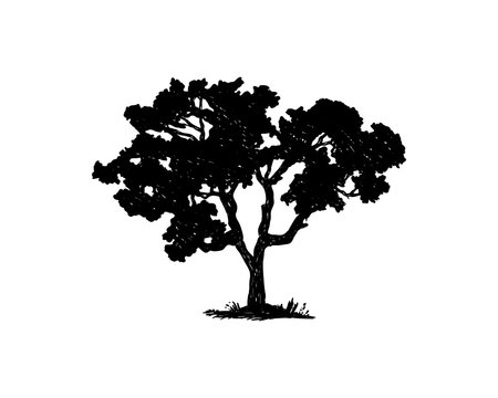 Black Oak Tree Illustration Hand Drawing Symbol Logo Vector