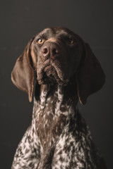 Dog portrait. Studio shot of cute German Pointer dog. 