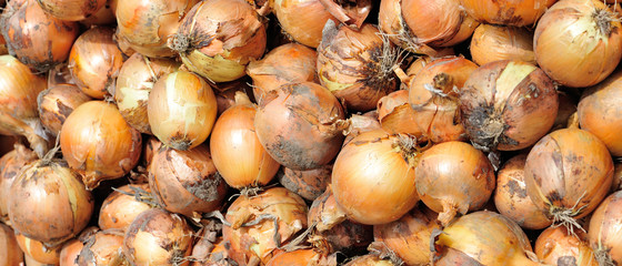 closeup of fresh onions as a background