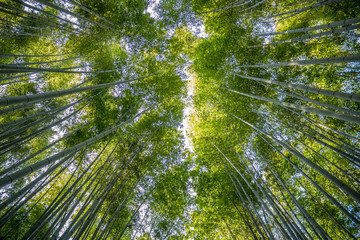 Japanese Bamboo Forest