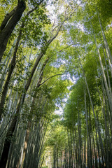 Japanese Bamboo Forest