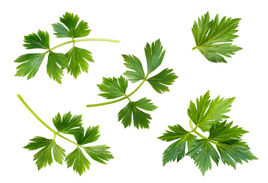 Celery or parsley leaves isolated on white background.