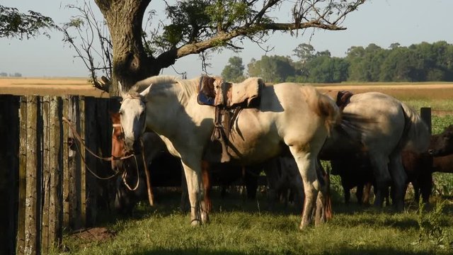Caballos criollos atados en los corrales, America Latina.
