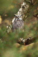 Bubo virginianus. Beautiful owl. He lives in North America.