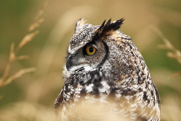 Bubo virginianus. Beautiful owl. He lives in North America.