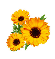 Composition of calendula flower isolated on white background