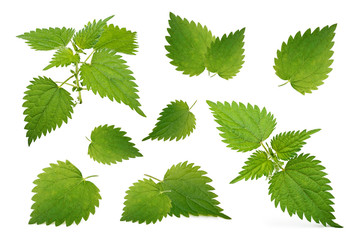 Nettle leaves isolated on white background. Collection.