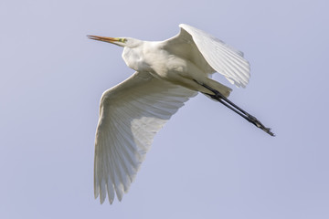 Silberreiher (Casmerodius alba)