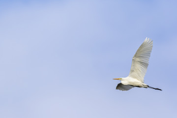 Silberreiher (Casmerodius alba)