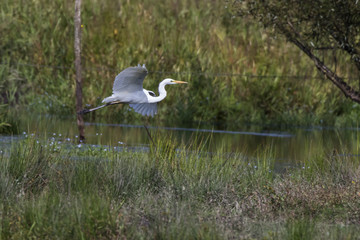 Silberreiher (Casmerodius alba)
