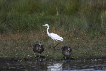 Silberreiher (Casmerodius alba)