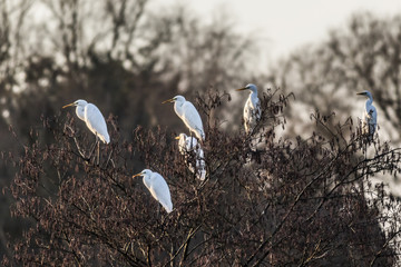 Silberreiher (Casmerodius alba)