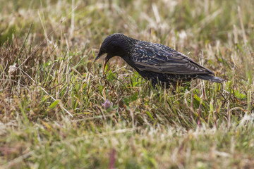 Star (Sturnus vulgaris)