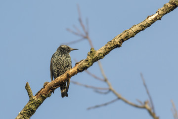 Star (Sturnus vulgaris)