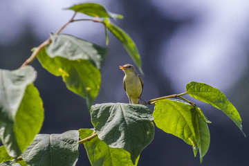 Orpheusspötter (Hippolais polyglotta)