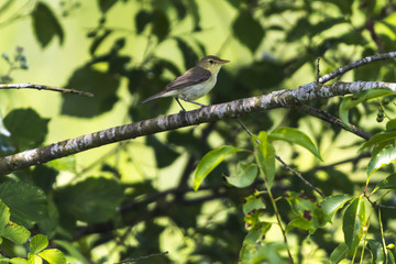 Orpheusspötter (Hippolais polyglotta)