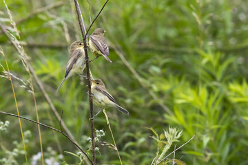 Orpheusspötter (Hippolais polyglotta)
