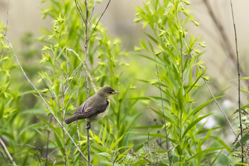 Orpheusspötter (Hippolais polyglotta)